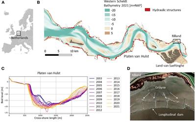 The shape of fringing tidal flats in engineered estuaries